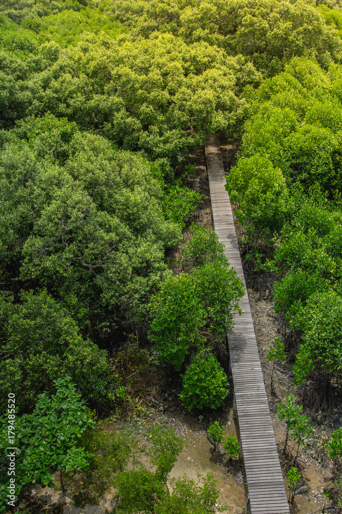 Wood floor with Bridge in the forest in mangrove forest. Top view