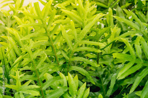 The wart fern of Hawaii. Phymatosorus grossus (Langsdorff & Fischer) Brownlie. Maile-Scented Fern