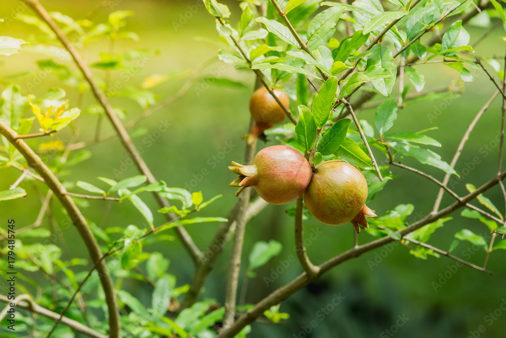 fresh pomegranateon fruit on tree in the garden. fresh pomegranateon fruit on tree in the garden.