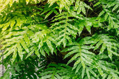 close up green fern background