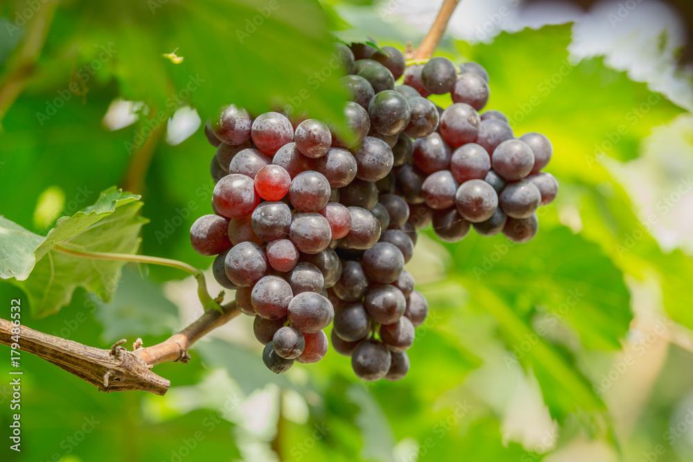 Bunch of ripe grapes (BLACKOPOR) on a vine in agricultural garden