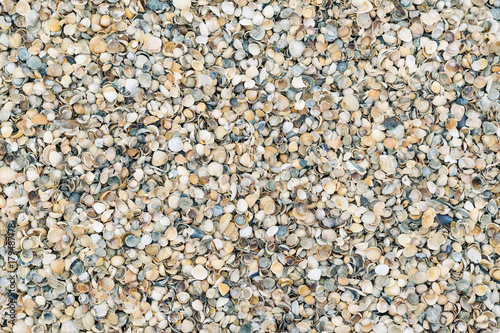 Background from a large number of small shells.