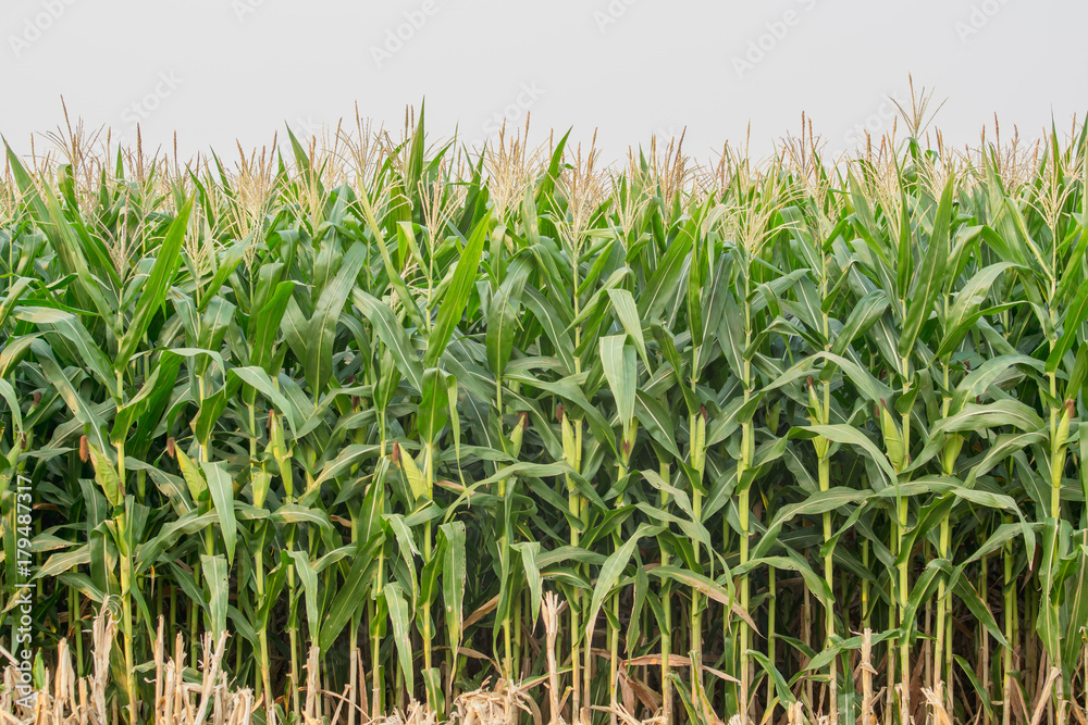 Obraz premium Green corn field in agricultural garden