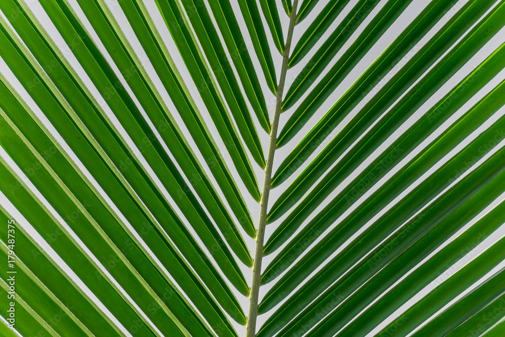 green palm leaves texture background green palm leaves texture background
