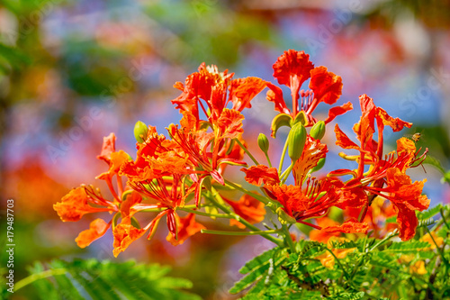 close up orange Royal Poinciana flower, The Flame Tree