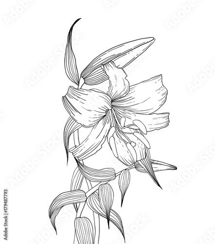 Fototapeta Naklejka Na Ścianę i Meble -  Lilies flowers, ink hand drawn style
