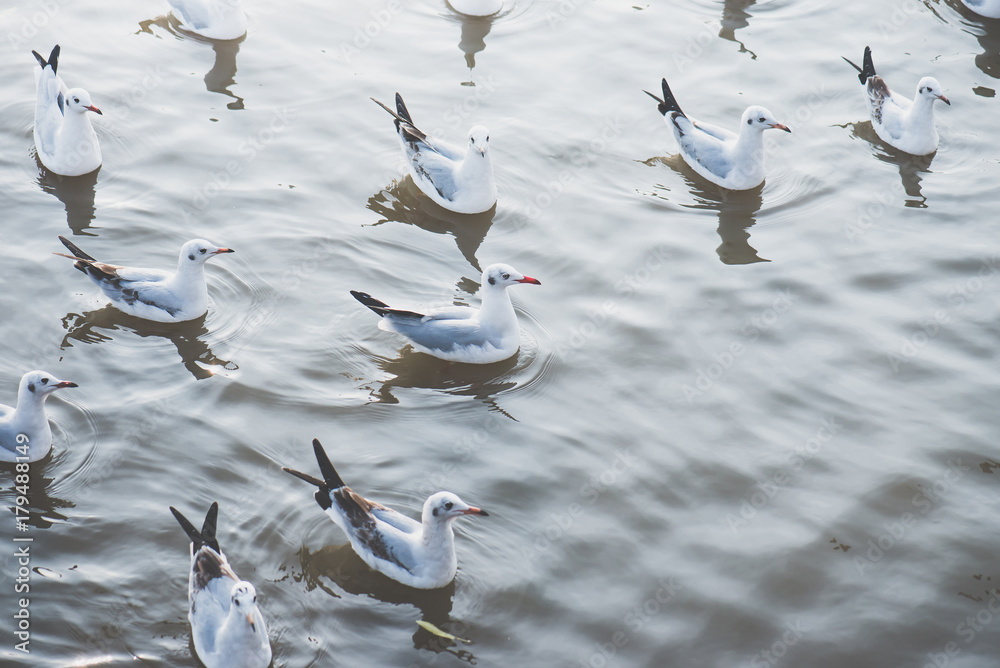 Fototapeta premium eagulls flying over the Sea