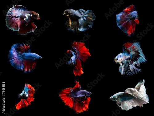 Group of premium Fancy betta fishes Show quality siamese fighting fishes on black background isolated 