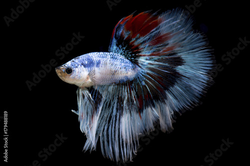 Fancy betta fish, siamese fighting fish on black background isolated