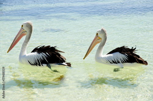 Australian Pelicans - Rottnest Island