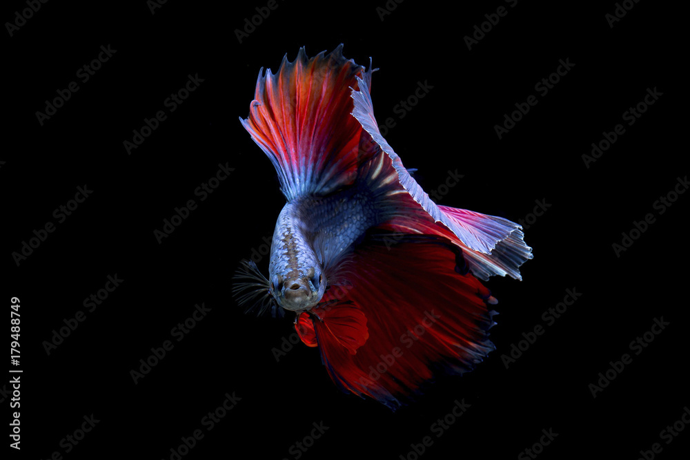 Fancy betta fish,Violet siamese fighting fish on black background isolated Fancy betta fish,Violet siamese fighting fish on black background isolated