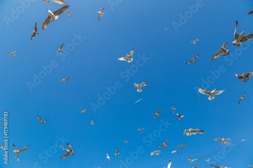 Many seagulls fly in sky © Sergii Figurnyi
