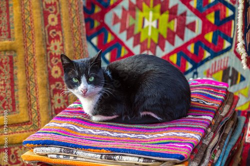 Cat  in Istanbul