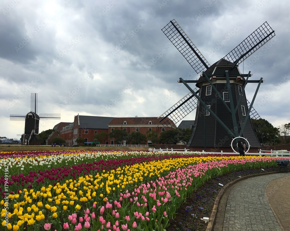Tulip flowers field in front of a windmill