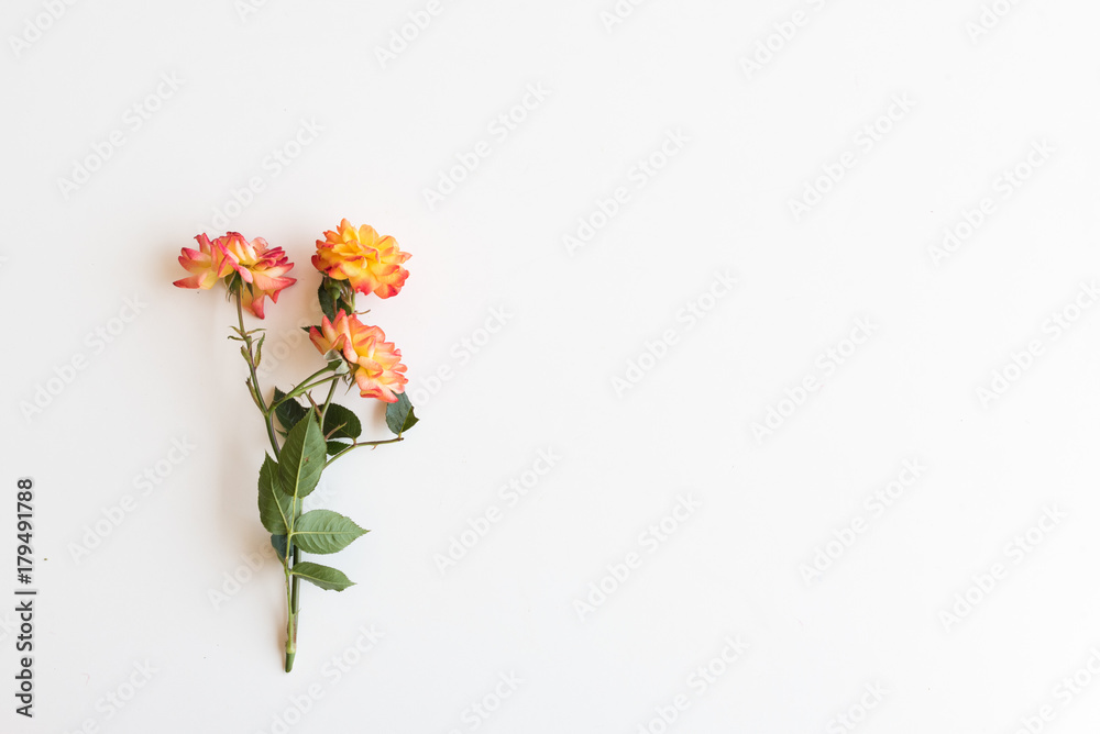 Directly above view of red, orange and yellow roses with copy space on white background