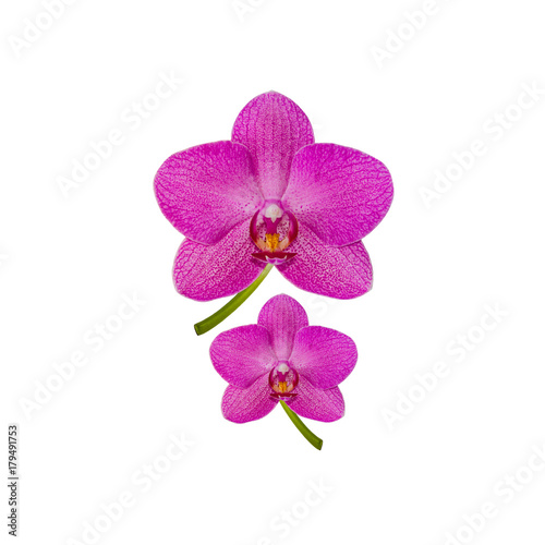 Flowers violet Orchid closeup isolated on white background