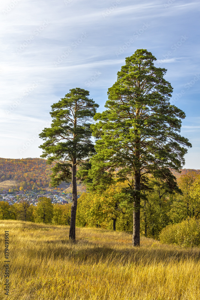 Obraz premium Green pines on the hillside in the autumn period in the rays of low sun.