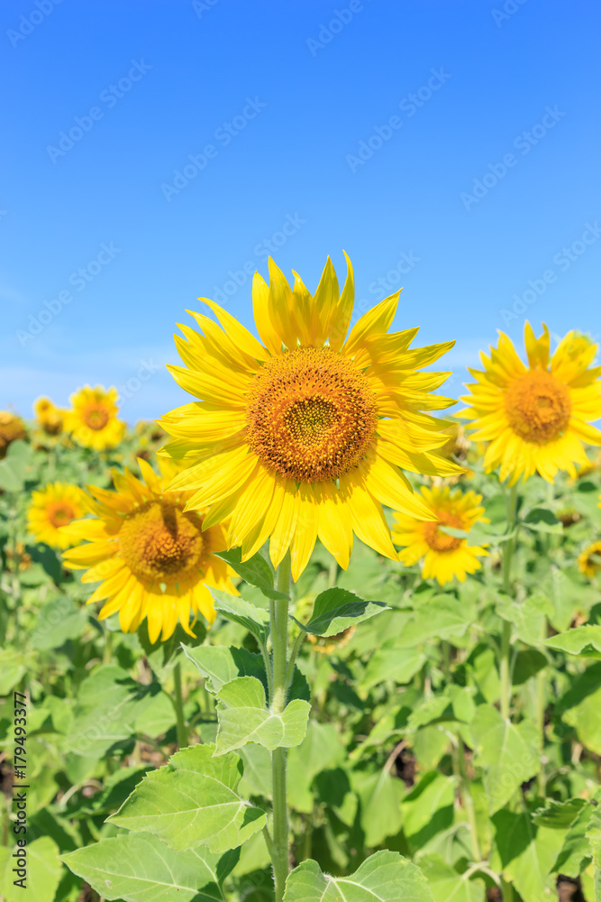 Sunflowers (Helianthus) close-up summer season