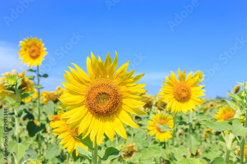 Sunflowers  Helianthus  close-up summer season