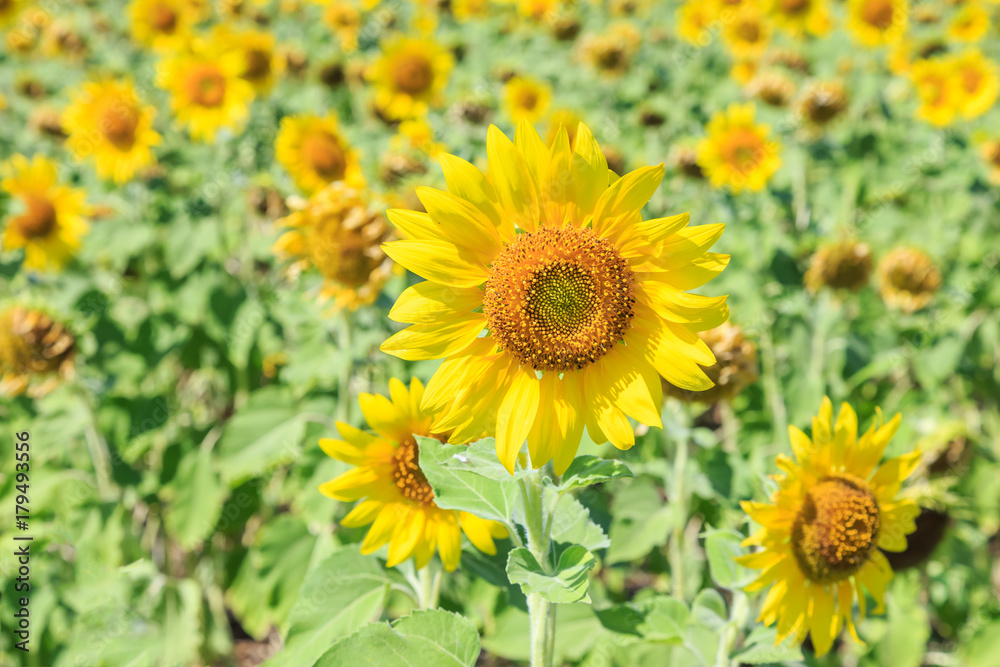 Sunflowers (Helianthus) field summer season