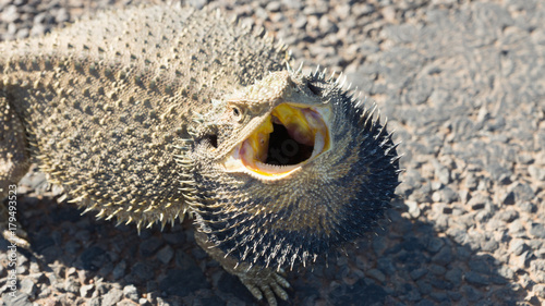 Bearded Dragon (Aphbolurus barbatus)