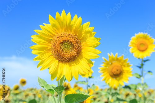 Sunflowers  Helianthus  close-up summer season