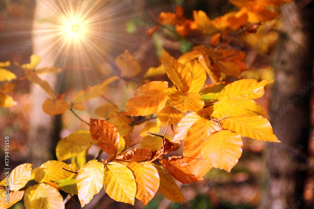 buchenwald im sonnenlicht herbst buchenwald im sonnenlicht herbst