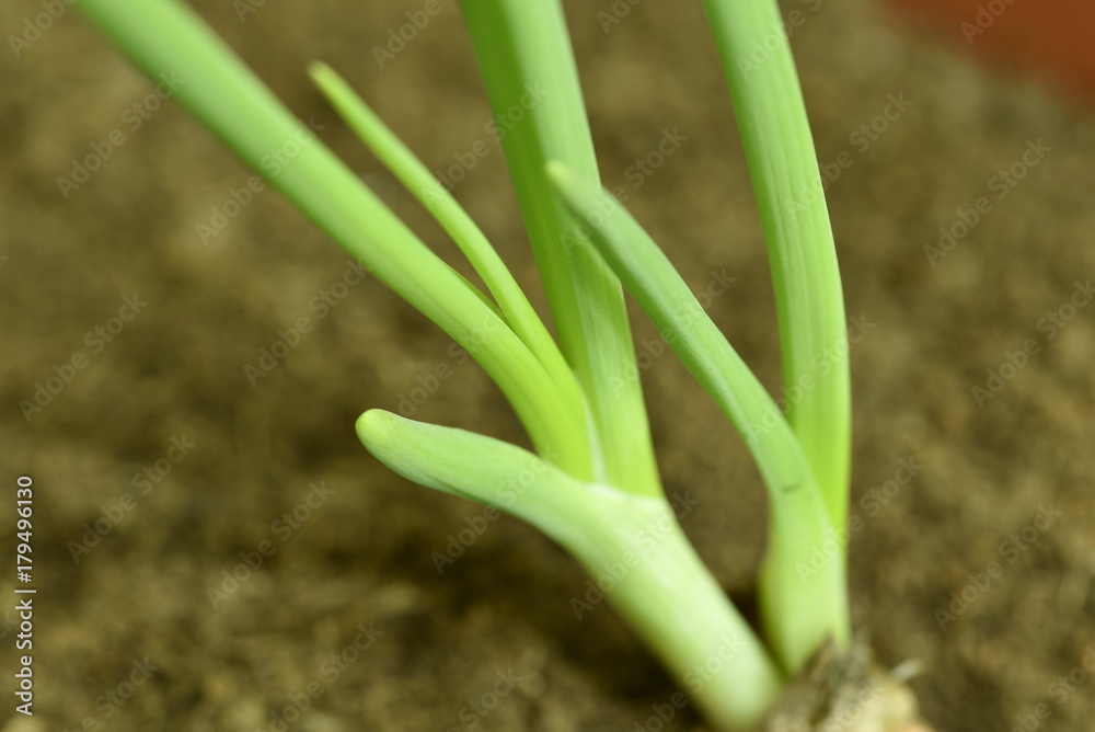 Close-up of green seedling growing plant out of soil Close-up of green seedling growing plant out of soil