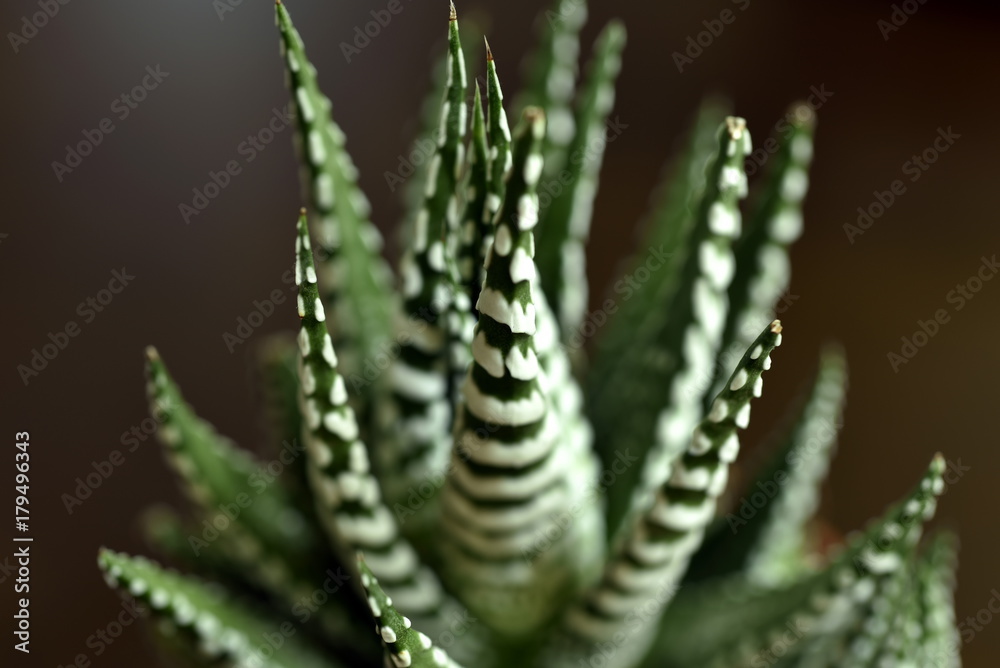 Close-up Haworthia Fasciata at home Close-up Haworthia Fasciata at home