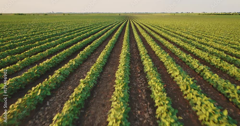 An aerial shot of soybean field ripening at spring season, agricultural landscape An aerial shot of soybean field ripening at spring season, agricultural landscape