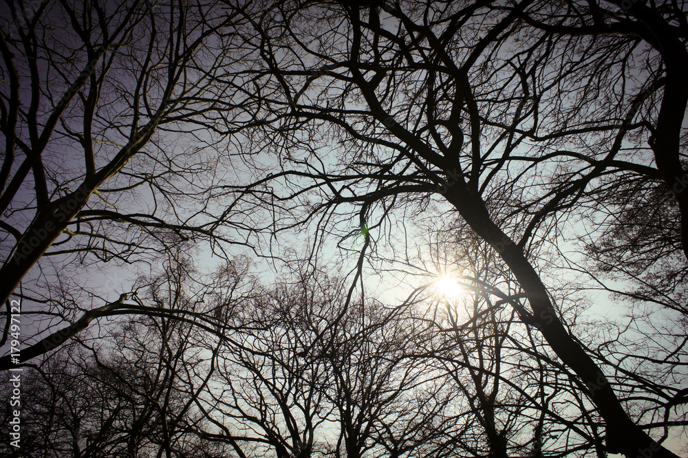 looking up at the sun through bare branches in winter looking up at the sun through bare branches in winter