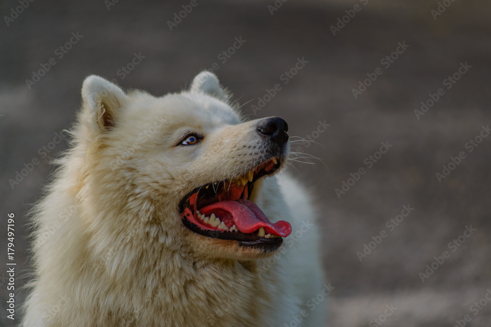 Fototapeta premium Arctic spitz
