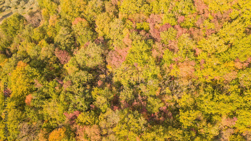 Drone aerial view of woods during the autumn season with warm colors Drone aerial view of woods during the autumn season with warm colors