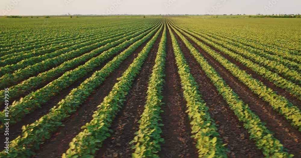 An aerial shot of soybean field ripening at spring season, agricultural landscape An aerial shot of soybean field ripening at spring season, agricultural landscape
