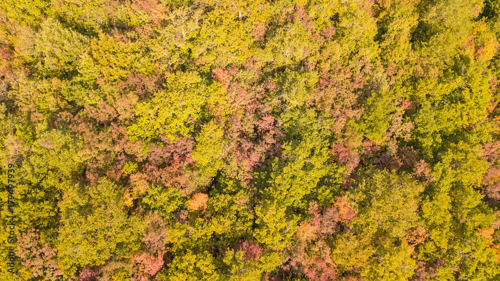 Drone aerial view of woods during the autumn season with warm colors