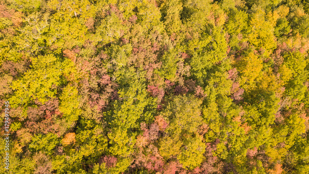 Drone aerial view of woods during the autumn season with warm colors Drone aerial view of woods during the autumn season with warm colors