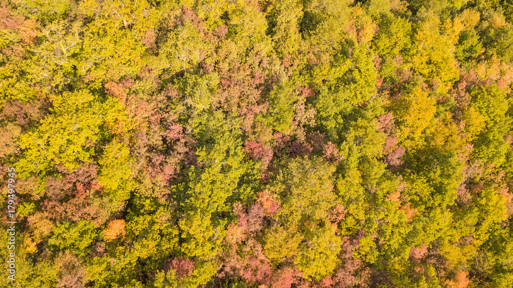 Drone aerial view of woods during the autumn season with warm colors