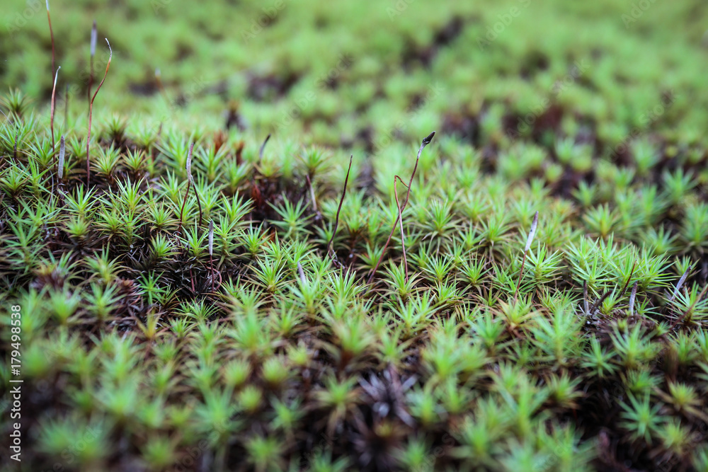 Tiny grass in old temple in Japan Tiny grass in old temple in Japan