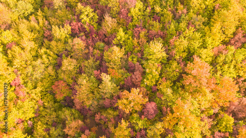 Drone aerial view of woods during the autumn season with warm colors