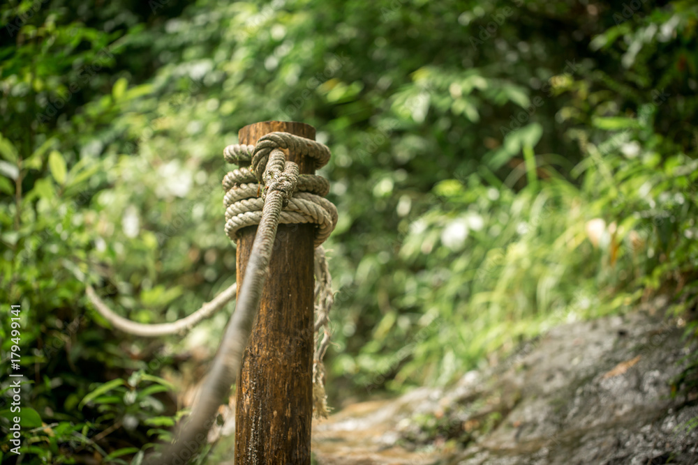 path in tropical forest path in tropical forest