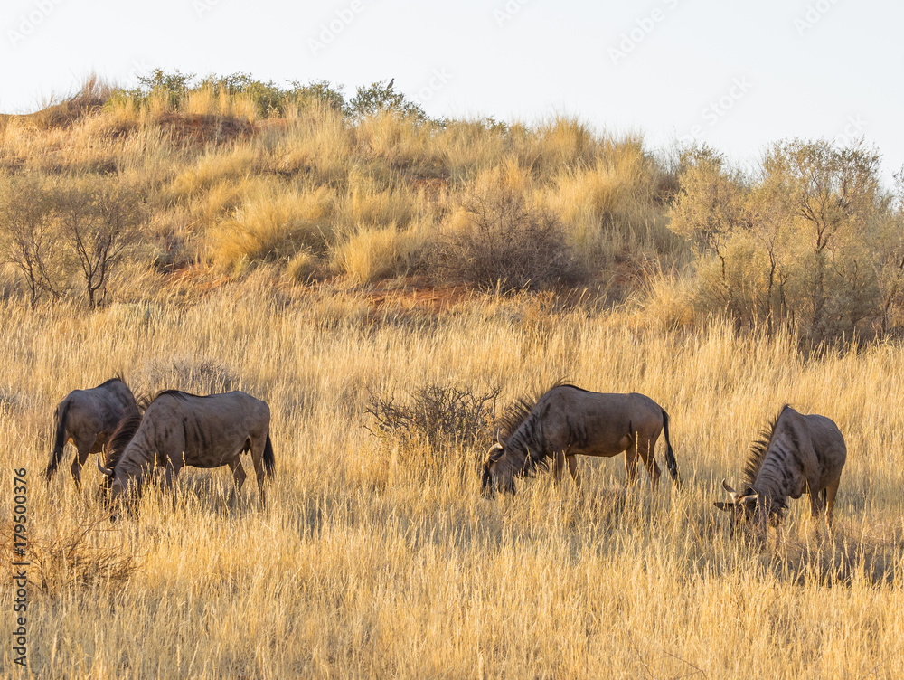 Common or Blue Wildebeest. Common or Blue Wildebeest.