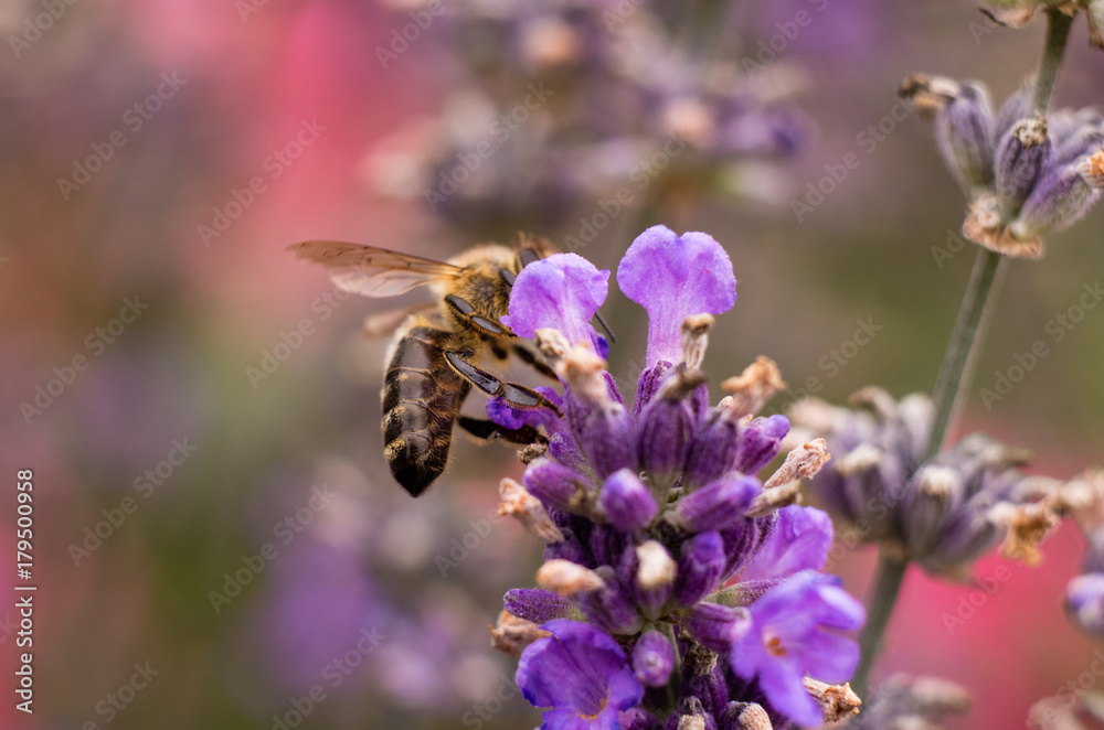 Honey bee on lavender flower collecting pollen and nectar, Apis mellifera Honey bee on lavender flower collecting pollen and nectar, Apis mellifera