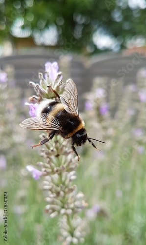 Bumblebee on lavender - macro photo