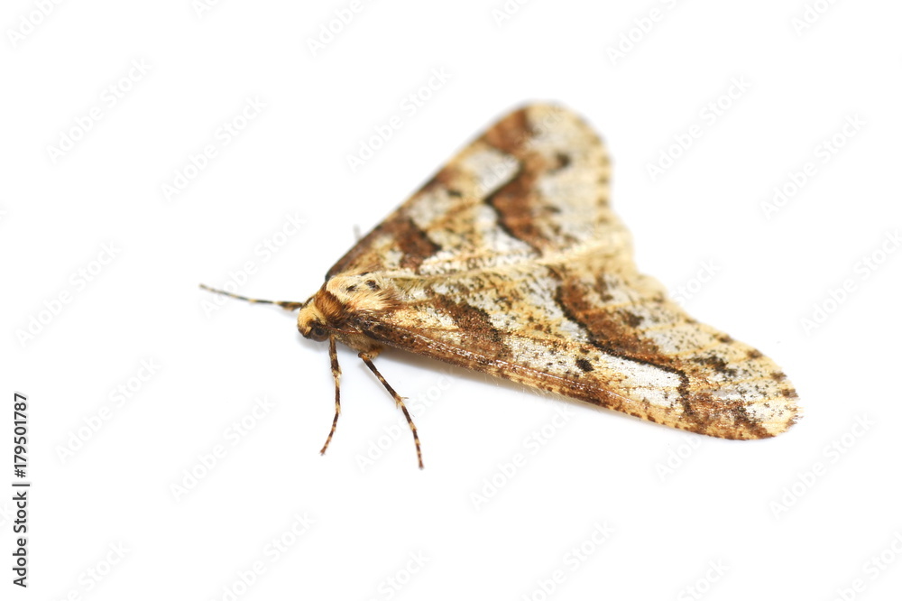 Fototapeta premium Mottled Umber moth Erannis defoliaria isolated on white background