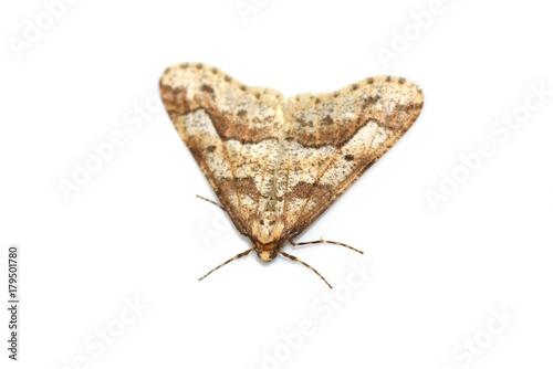 Mottled Umber moth Erannis defoliaria isolated on white background