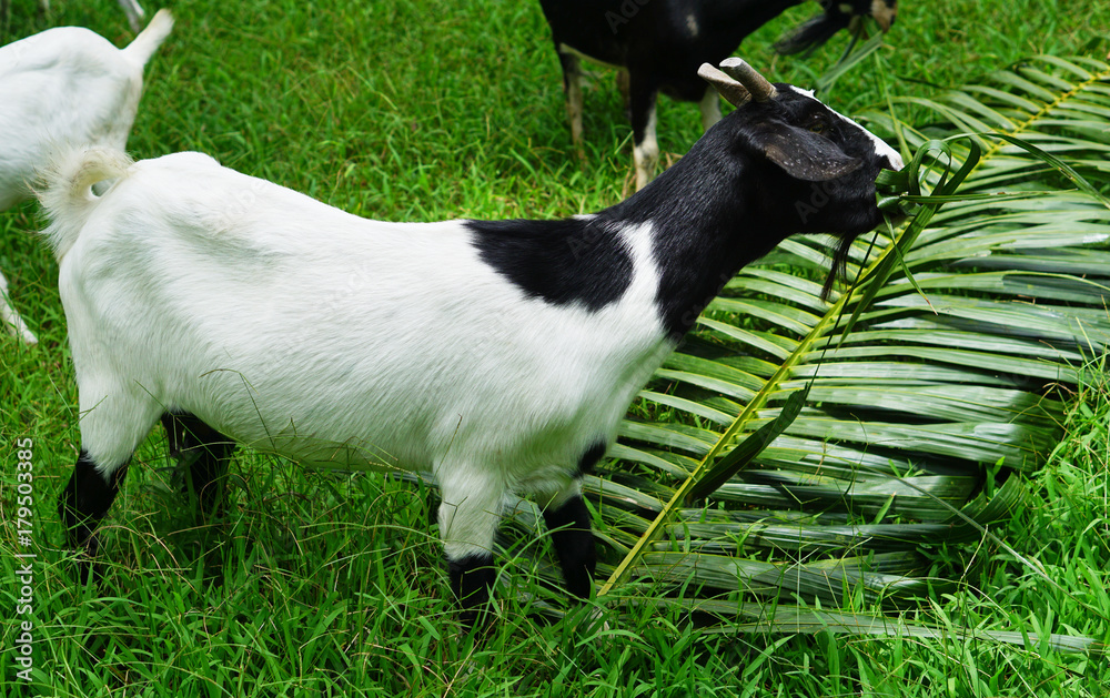 Goat breed is Toggenburg black goat Goat breed is Toggenburg black goat