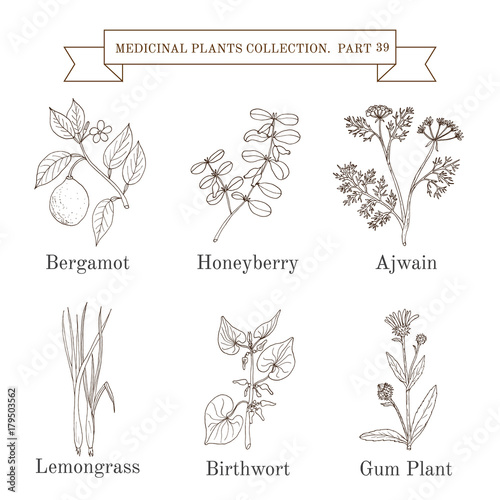Vintage collection of medical herbs and plants