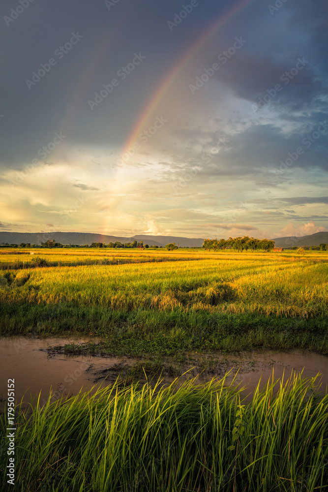 Rice Field and Rainbow
