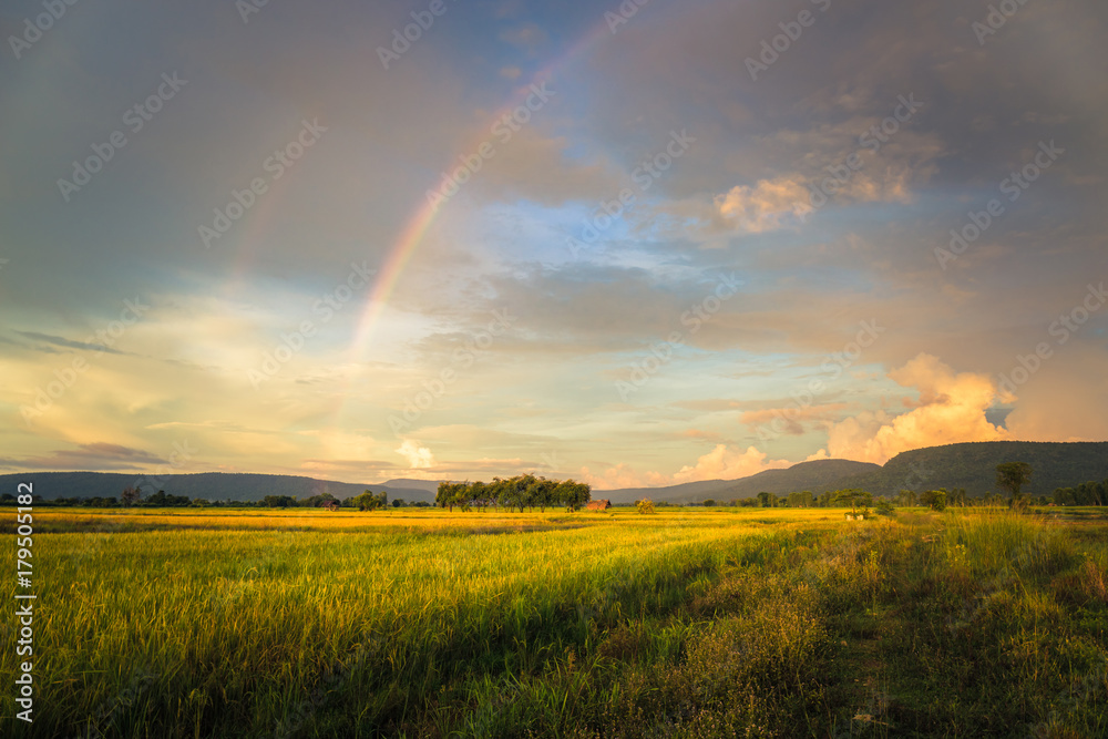 Fototapeta Rice Field i Rainbow