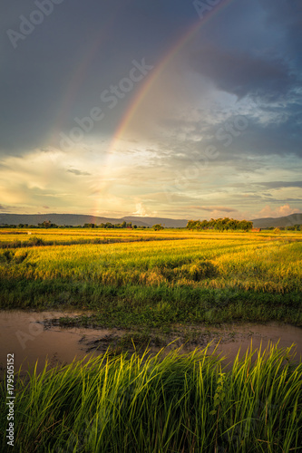 Rice Field and Rainbow